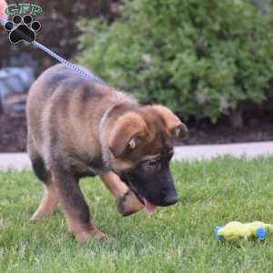 Kerry, German Shepherd Puppy